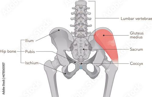 中殿筋、gluteus medius、股関節、大腿骨、骨盤、筋肉、イラスト、illustration