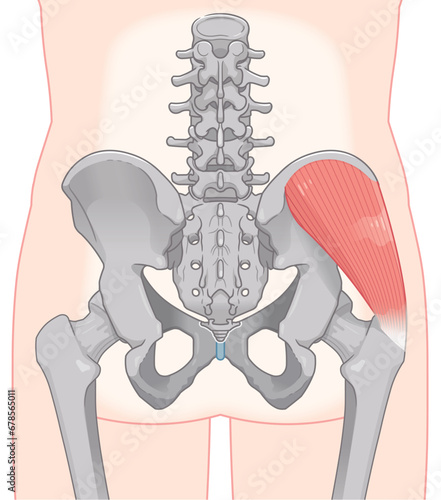 中殿筋、gluteus medius、股関節、大腿骨、骨盤、筋肉、イラスト、illustration