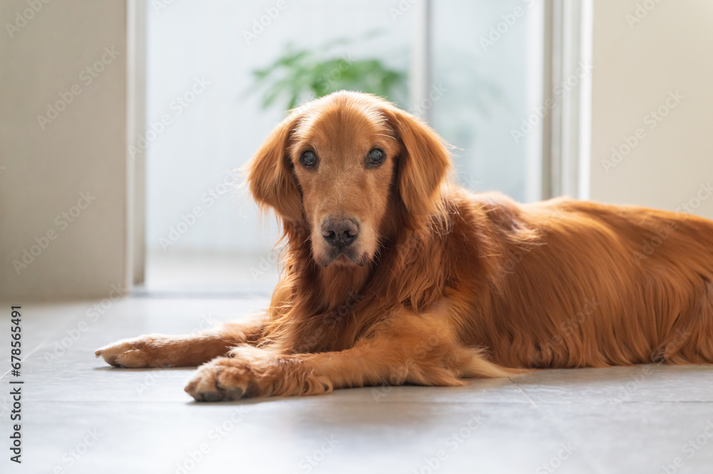 Golden Retriever on the floor