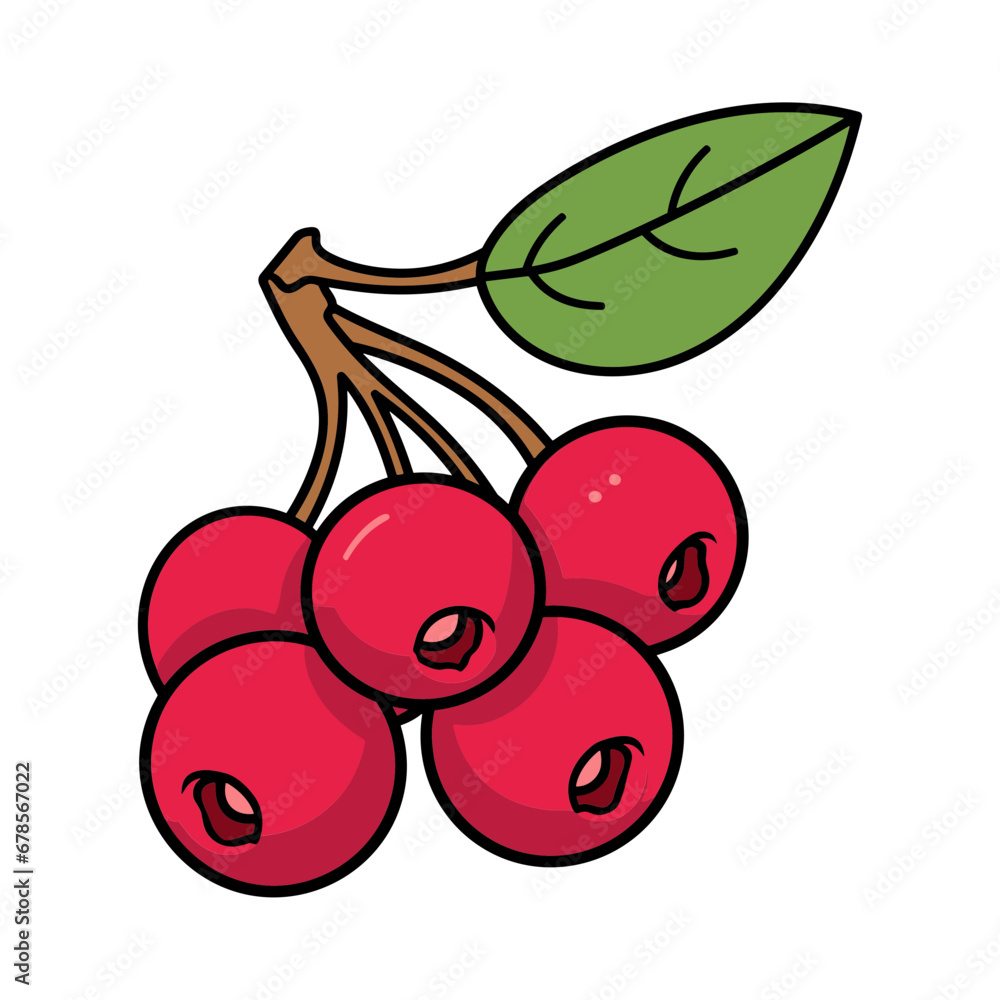 Obraz premium cranberry isolated vector