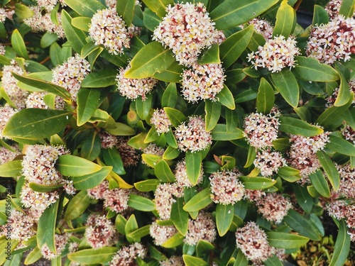 Konstfotografi Full frame image of skimmia japonica in bloom with foliage