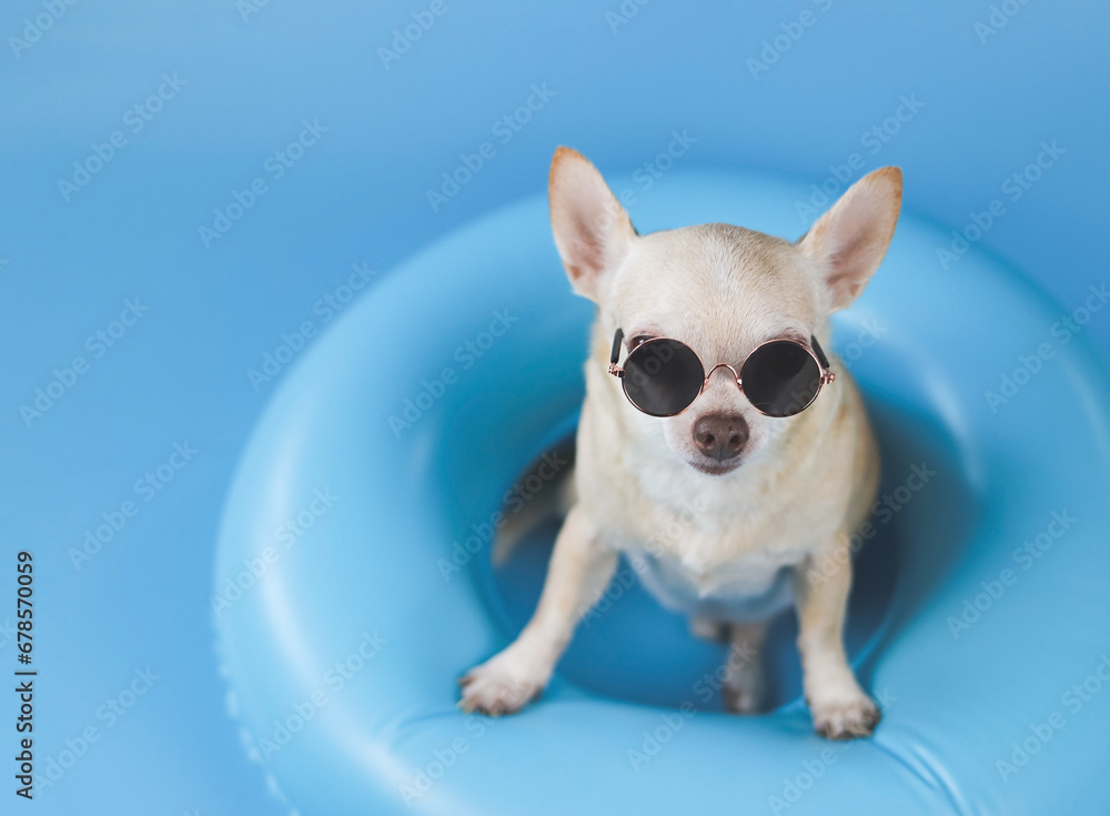 happy  brown short hair chihuahua dog wearing sunglasses, standing  in blue swimming ring on blue background.