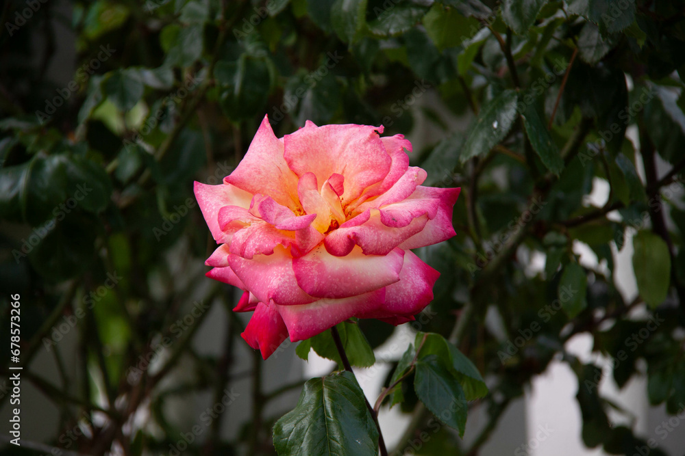 Red rose Red rose