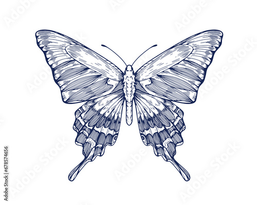 Butterfly, retro ink drawing. Outlined detailed hand-drawn insect, etched tropical moth. Alpine black swallowtail species. Handdrawn engraved vector graphic illustration isolated on white background