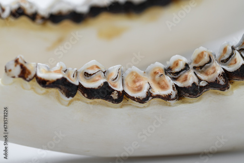 Żuchwa sarny w dużym zbliżeniu na zęby trzonowe