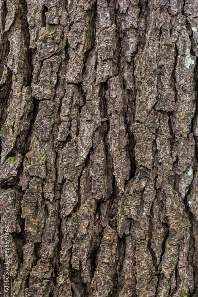 Old Wood Tree Texture Background Pattern Old Wood Tree Texture Background Pattern