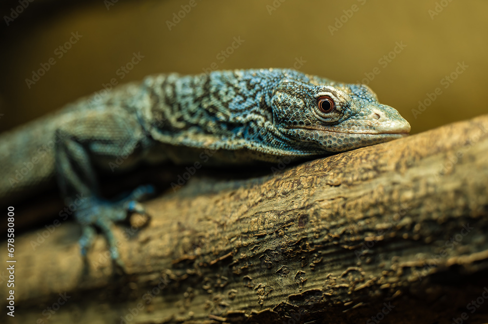 Obraz premium the blue-spotted tree monitor laying on the branch