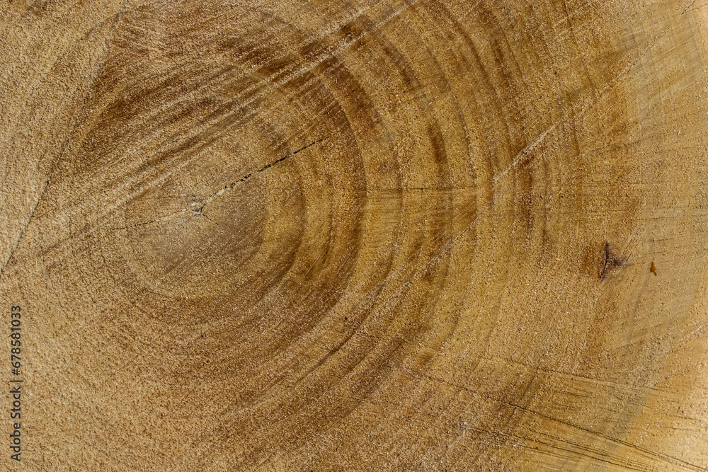 Fototapeta premium Wood texture of cut tree trunk, close-up