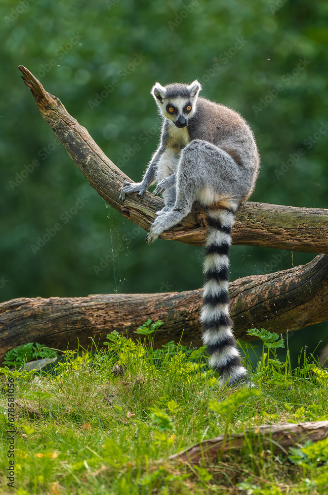 Obraz premium The ring-tailed lemur sitting in a fallen tree and observing the surroundings.