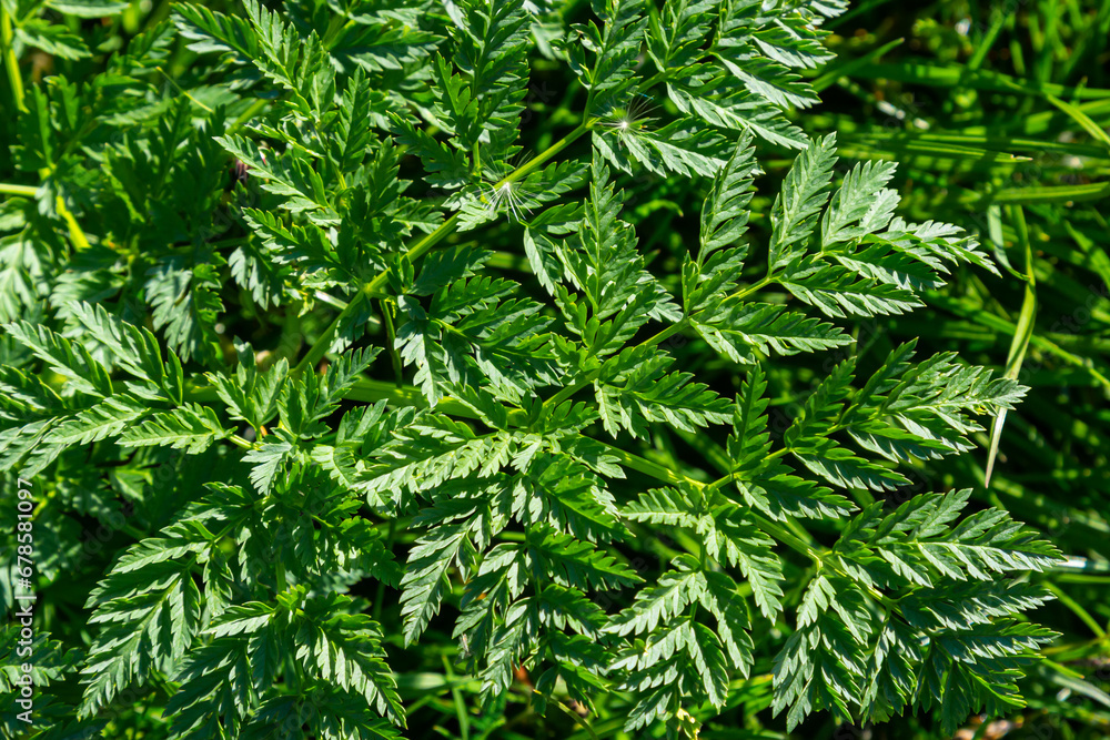Fototapeta premium Green leaf texture. Green leaves pattern background. Natural background and wallpaper