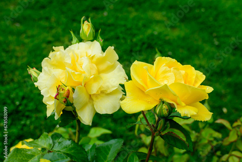 Large green bush with two fresh vivid yellow roses and green leaves in a garden in a sunny summer day  beautiful outdoor floral background photographed with soft focus.