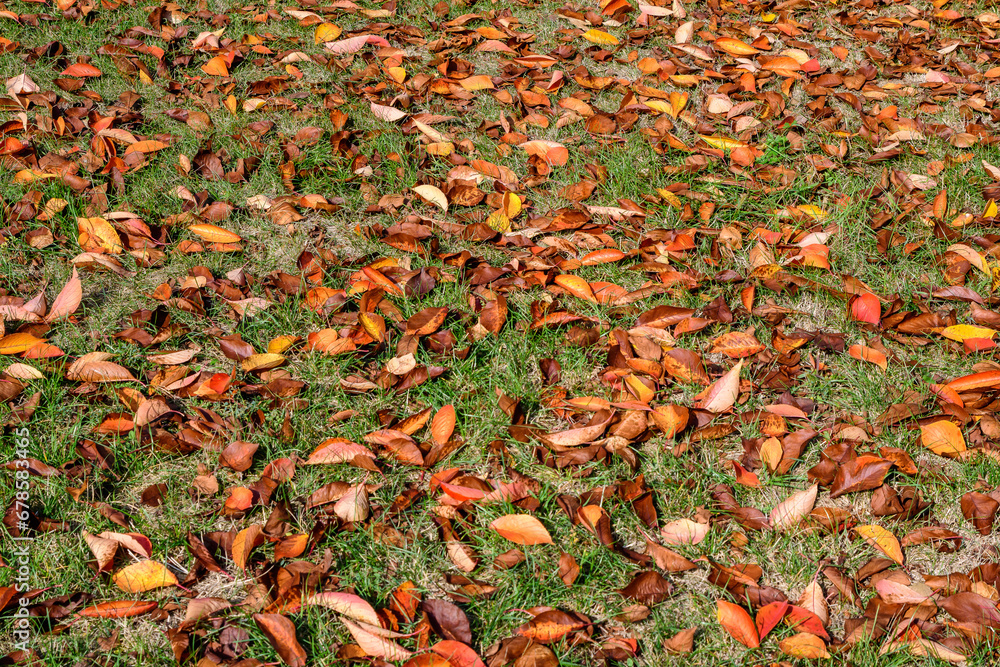 Minimalist monochrome background with many large red and orange leaves and small flowers on green grass in a park in a sunny autumn day. Minimalist monochrome background with many large red and orange leaves and small flowers on green grass in a park in a sunny autumn day.