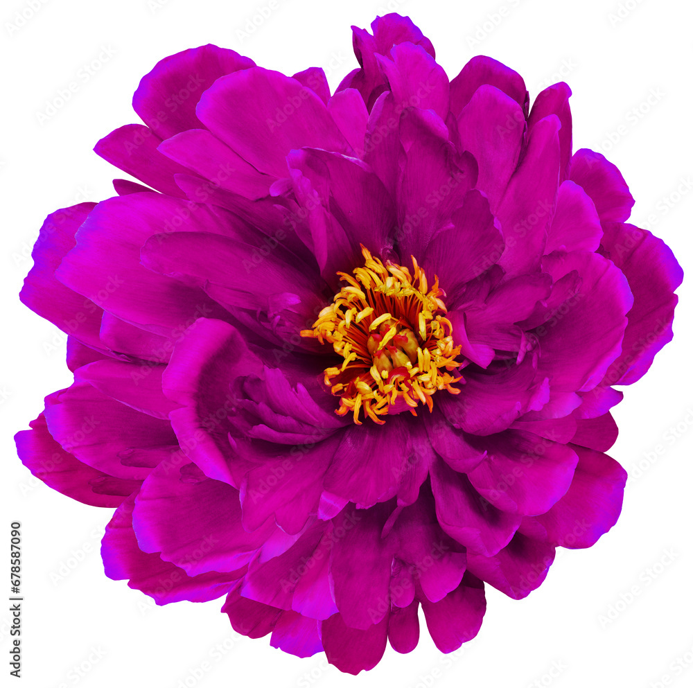 Obraz premium Purple peony flower on isolated background with clipping path. Closeup. For design. Transparent background. Nature.