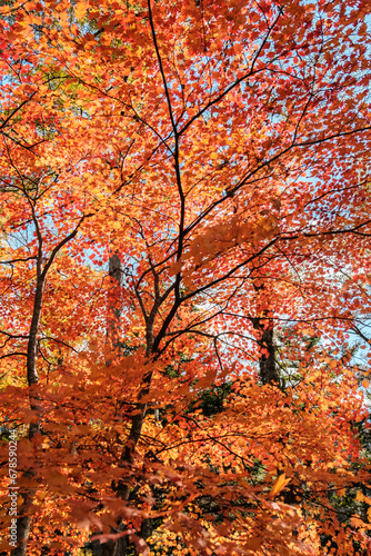 Beautiful maple trees during the autumn season in Japan.