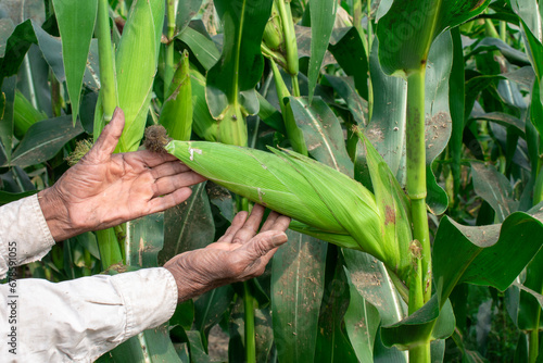 Organic sweet corn cob, Farmer hands inspecting corn pods in corn field in background