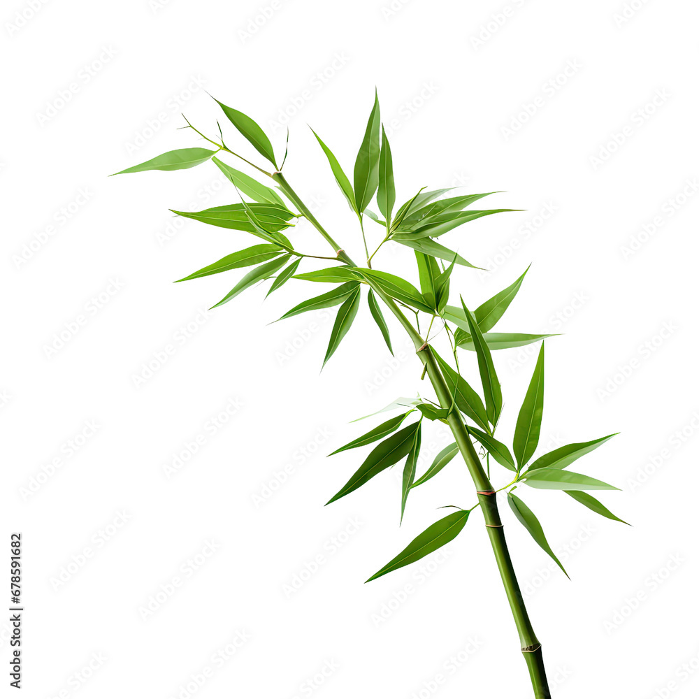 Bamboo Twig. Isolated on Clear Background