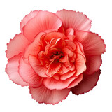 Pink Begonia Flower Isolated on Clear Background