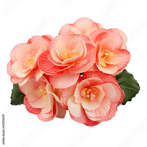 Begonia Bloom Bouquet Isolated on Clear Background