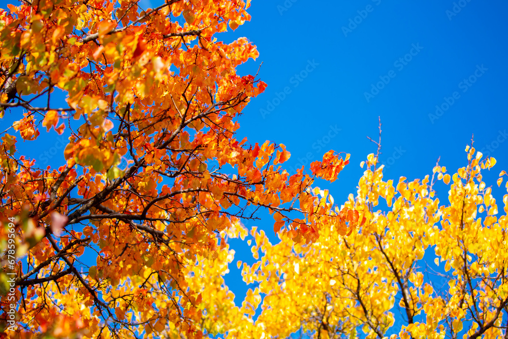 Autumn nature. Beautiful autumn landscape with colorful trees. Red and yellow leaves of trees in the autumn forest on a blurred background.