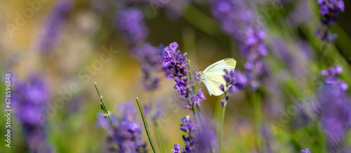 Fototapeta Naklejka Na Ścianę i Meble -  Butterflies on spring lavender flowers under sunlight. Beautiful landscape of nature with a panoramic view. Hi spring. long banner