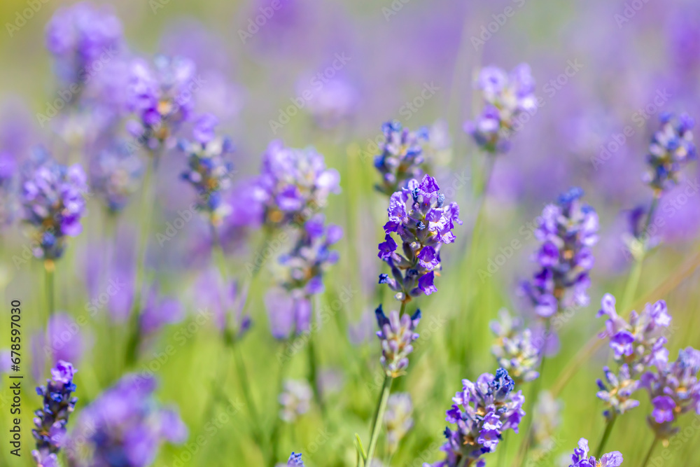 Spring lavender flowers under sunlight. Lilac flowers close up. Beautiful landscape of nature with a panoramic view. Hi spring. long banner Spring lavender flowers under sunlight. Lilac flowers close up. Beautiful landscape of nature with a panoramic view. Hi spring. long banner