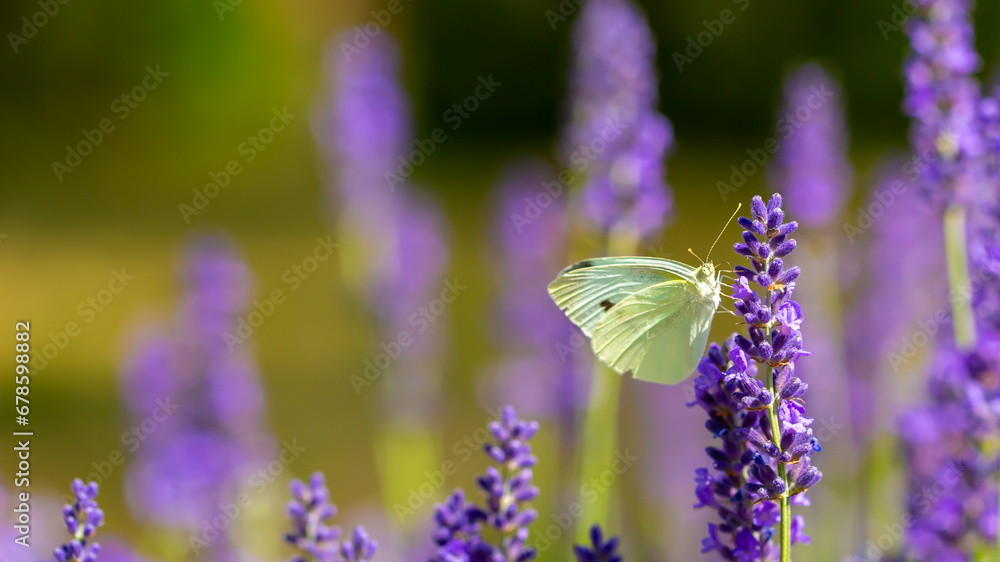 Butterflies on spring lavender flowers under sunlight. Beautiful landscape of nature with a panoramic view. Hi spring. long banner Butterflies on spring lavender flowers under sunlight. Beautiful landscape of nature with a panoramic view. Hi spring. long banner