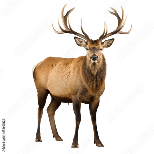 Deer with Antlers, Wild Animal Portrait Isolated