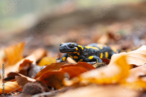 Spotted adult fire salamander in orange leaves in autumn forest. Wildlife photography