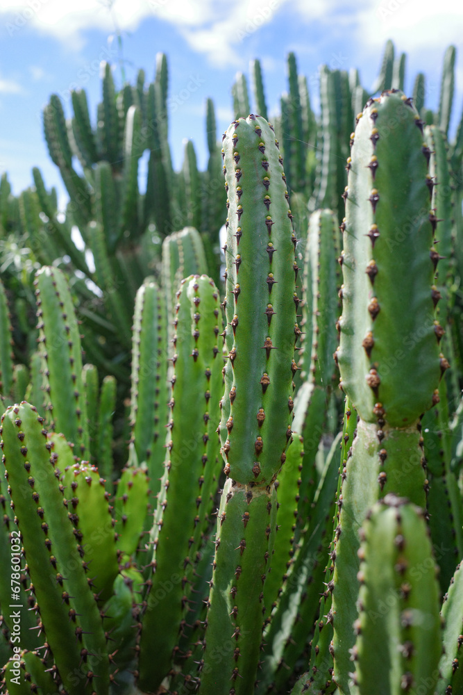 Mallorca, Spain - Nov 1, 2023: Cacti and exotic plant species at the Botanicactus Botanical Gardens