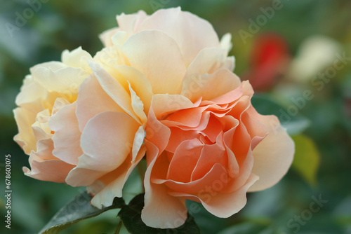 Flower of yellow Rose in the summer garden. Three yellow orange koral roses.
