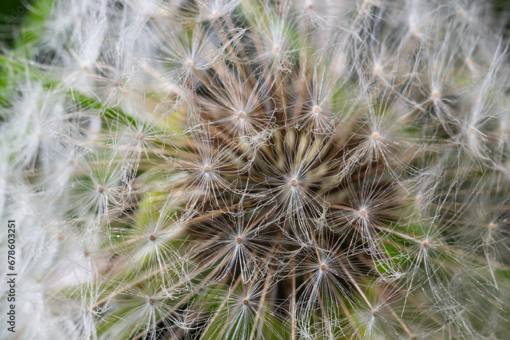 dandelion at sunset . Freedom to Wish. Dandelion silhouette fluffy flower on sunset sky. Seed macro closeup. Soft focus. Goodbye Summer dandelion at sunset . Freedom to Wish. Dandelion silhouette fluffy flower on sunset sky. Seed macro closeup. Soft focus. Goodbye Summer