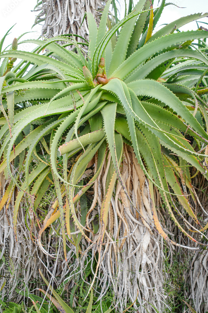 Mallorca, Spain - Nov 1, 2023: Cacti and exotic plant species at the Botanicactus Botanical Gardens Mallorca, Spain - Nov 1, 2023: Cacti and exotic plant species at the Botanicactus Botanical Gardens