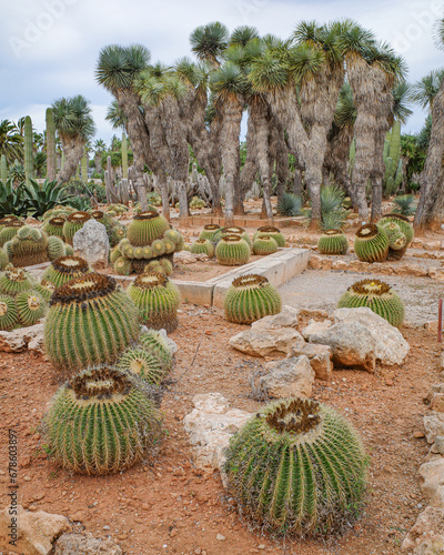 Mallorca, Spain - Nov 1, 2023: Cacti and exotic plant species at the Botanicactus Botanical Gardens photo