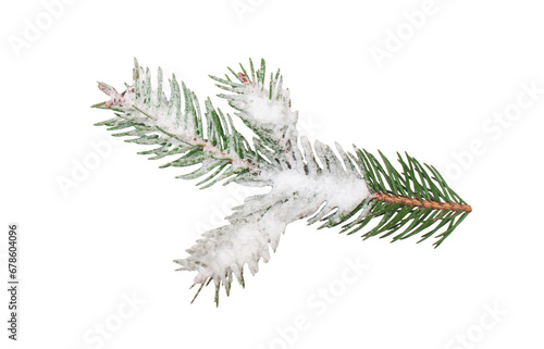 Christmas tree branch with snow on isolated white background. Winter holiday element for greeting card, design invitation