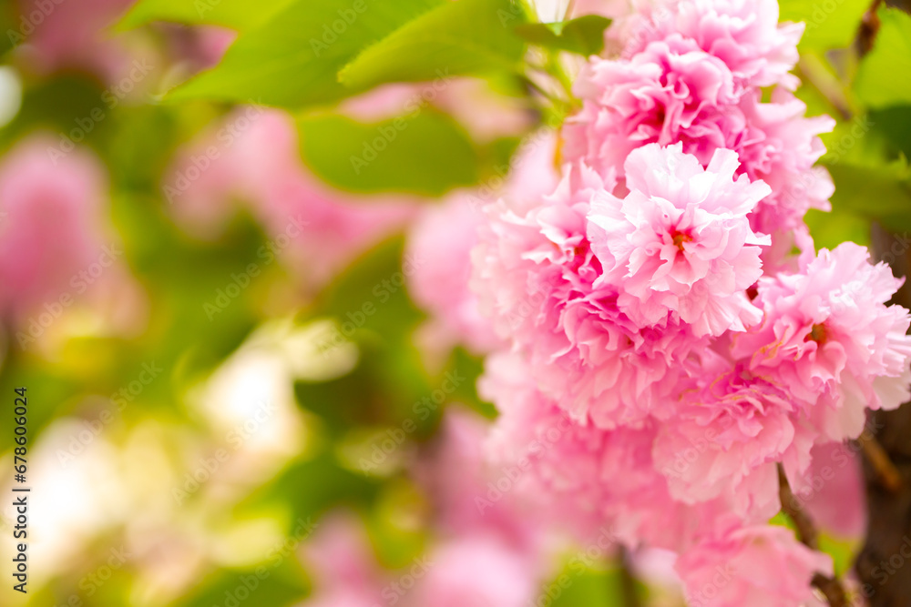 Sakura. Cherry blossom, branches with flowers sway in the wind. Pink flowers of the sakura tree. Spring landscape with flowering trees. Beautiful nature on a sunny day. Sakura. Cherry blossom, branches with flowers sway in the wind. Pink flowers of the sakura tree. Spring landscape with flowering trees. Beautiful nature on a sunny day.