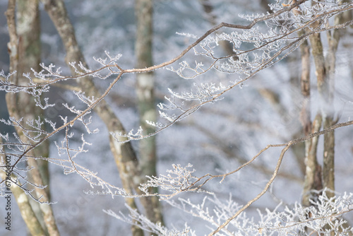 美しい霧氷の森 © rai