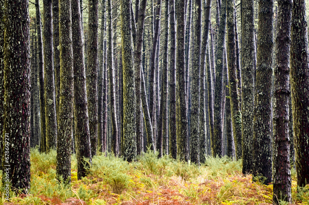 Obraz premium SIM-752808