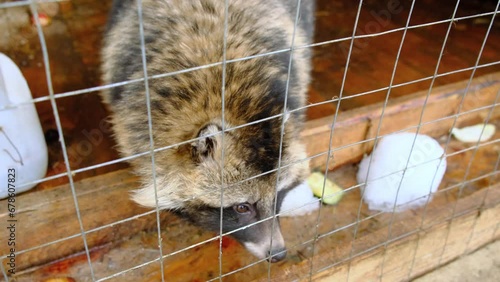 a raccoon dog in a cage is waiting for food in a feeder
