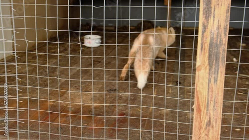 the fox stands behind the cage bars gets scared and runs away