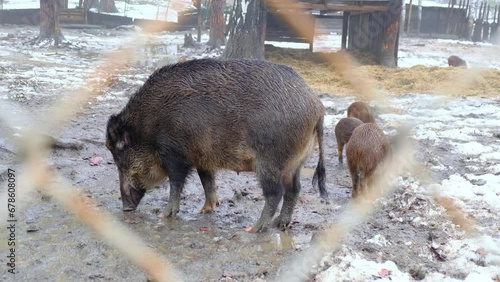 a wild boar with offspring is standing in the mud and eating food, filmed through a fence grate