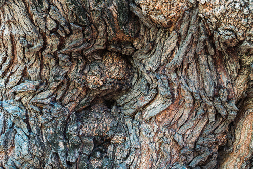 Texture of large wrinkled trunk. Knotty and wavy bark. Graphic layer with woody pattern. Detail of a large centenary tree. photo