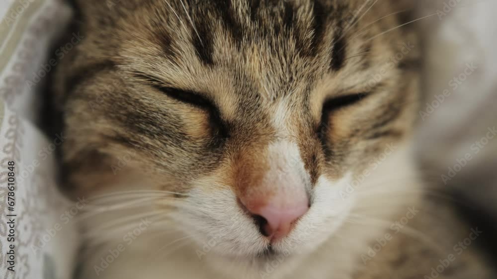 Close-up part of cat muzzle, nose, whiskers, domestic cat, concept animal health, caring, keeping four-legged pets. Close-up part of cat muzzle, nose, whiskers, domestic cat, concept animal health, caring, keeping four-legged pets.