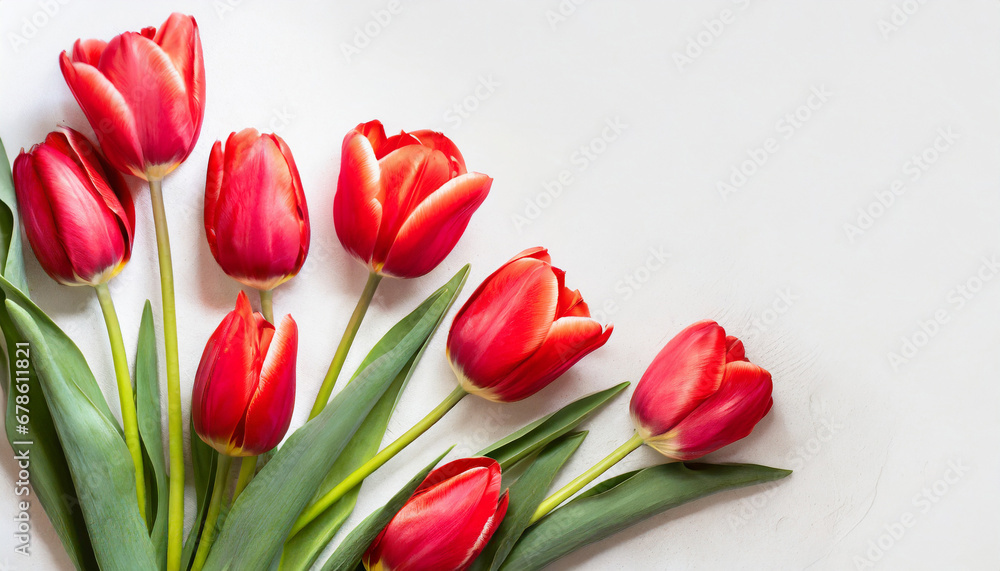 Red tulips on white background with copy space. Top view Red tulips on white background with copy space. Top view