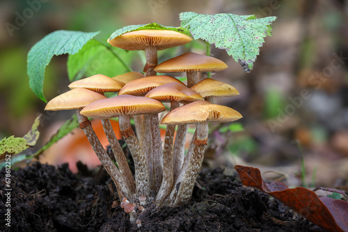 Group of highly poisonous mushrooms Galerina marginata mushrooms photo