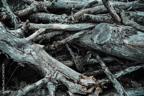 Texture of bunched dry branches. Intertwined dead trees. Detail of peeled and cut branches and wood. Graphic material.