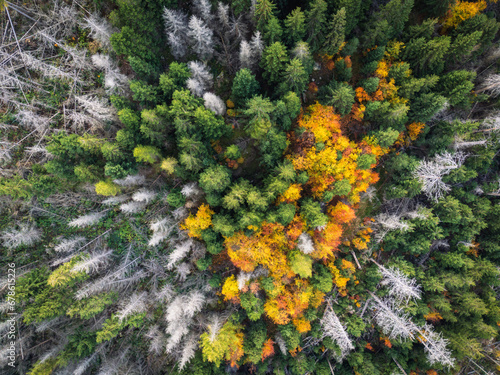 Nadelwald Luftaufnahme mit Laubfärbung und abgestorbene Bäume. Landschaft Wald im Harz