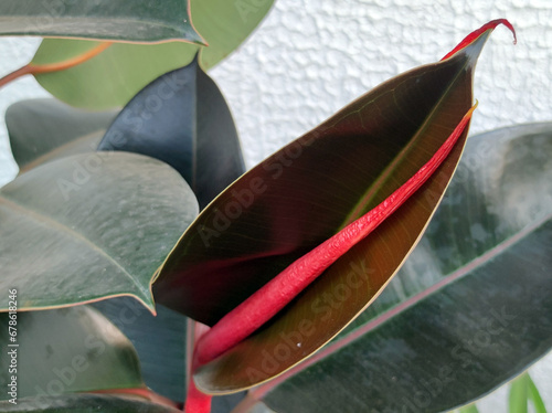 ficus elastica, rubber plant, with young red growing leaf