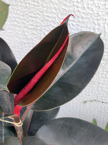 ficus elastica, rubber plant, with young red growing leaf