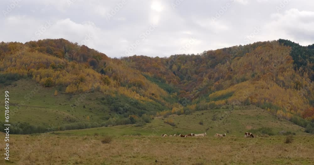 cows grazing in the countryside in the autumn atmosphere, Sadu village, Sibiu county, Romania cows grazing in the countryside in the autumn atmosphere, Sadu village, Sibiu county, Romania