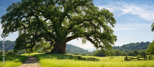 Giant one hundred year old oak tree at forests entrance